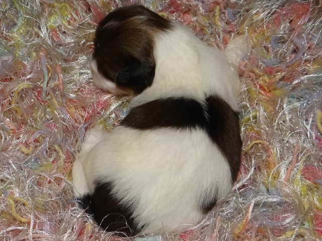 Lhasa Apso Puppies media 10