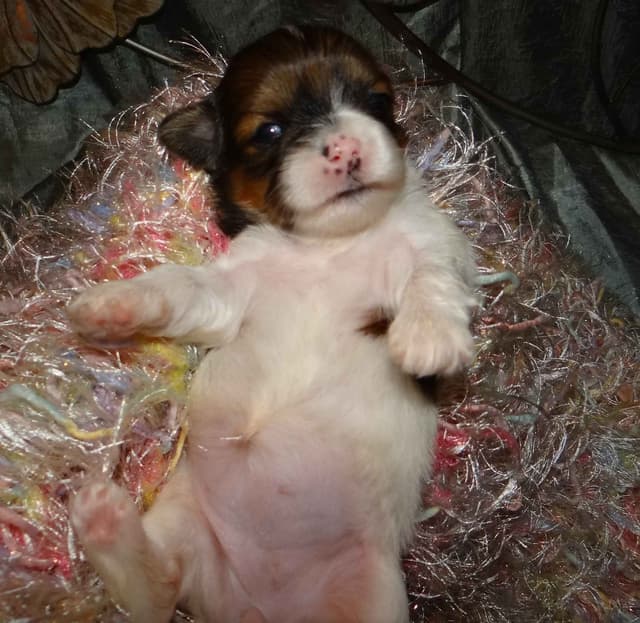 Lhasa Apso Puppies media 11