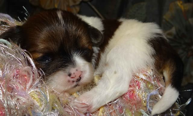 Lhasa Apso Puppies media 12