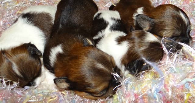 Lhasa Apso Puppies media 14