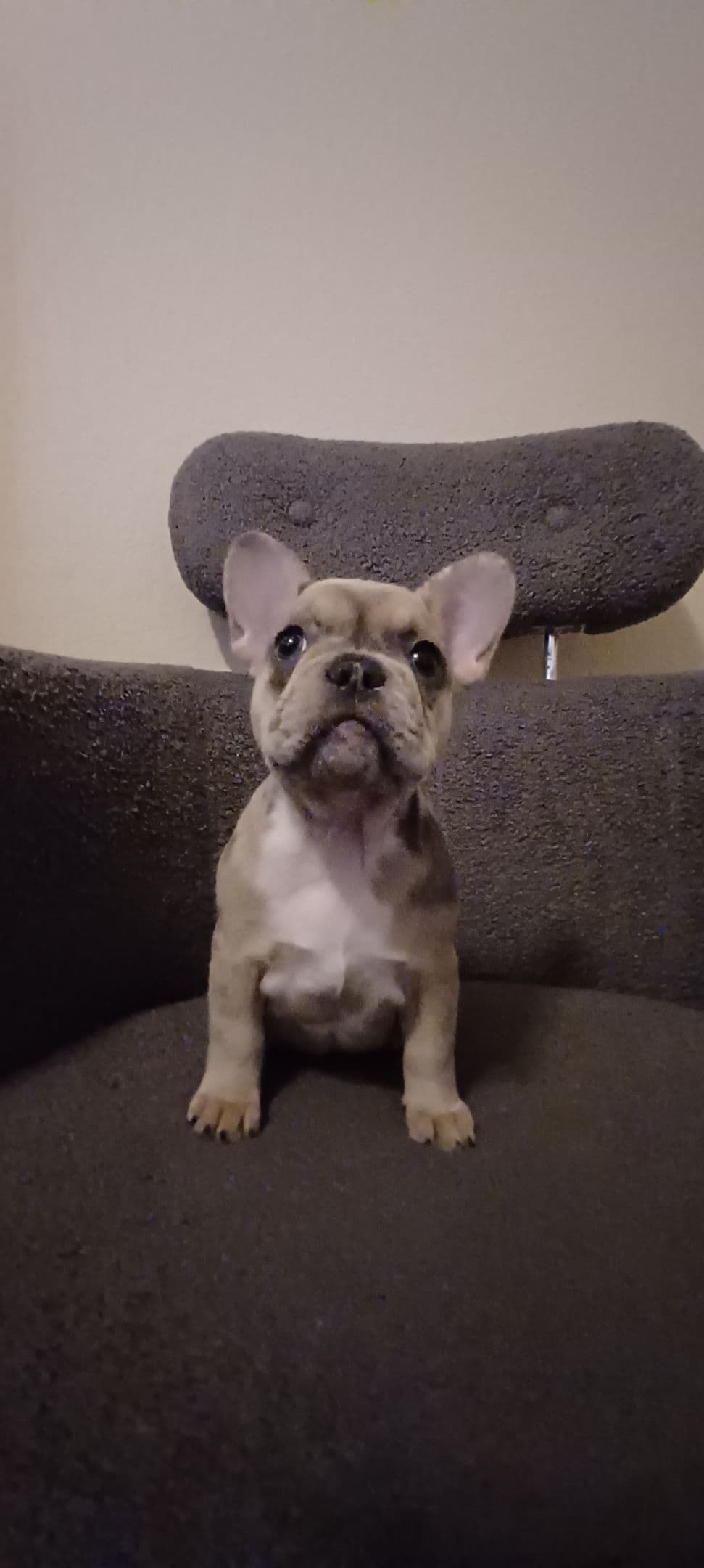 French Bulldog Puppies breeder image 13
