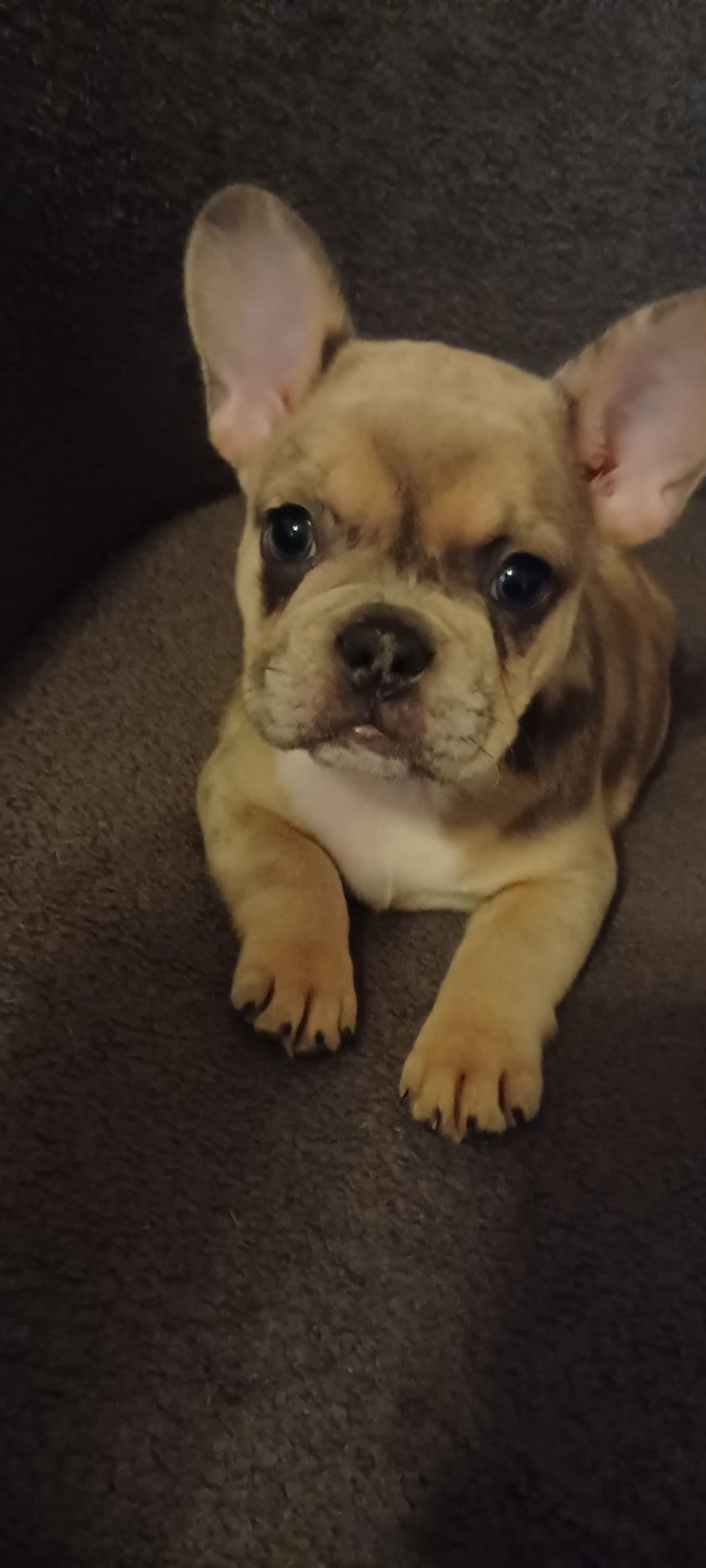 French Bulldog Puppies breeder image 12