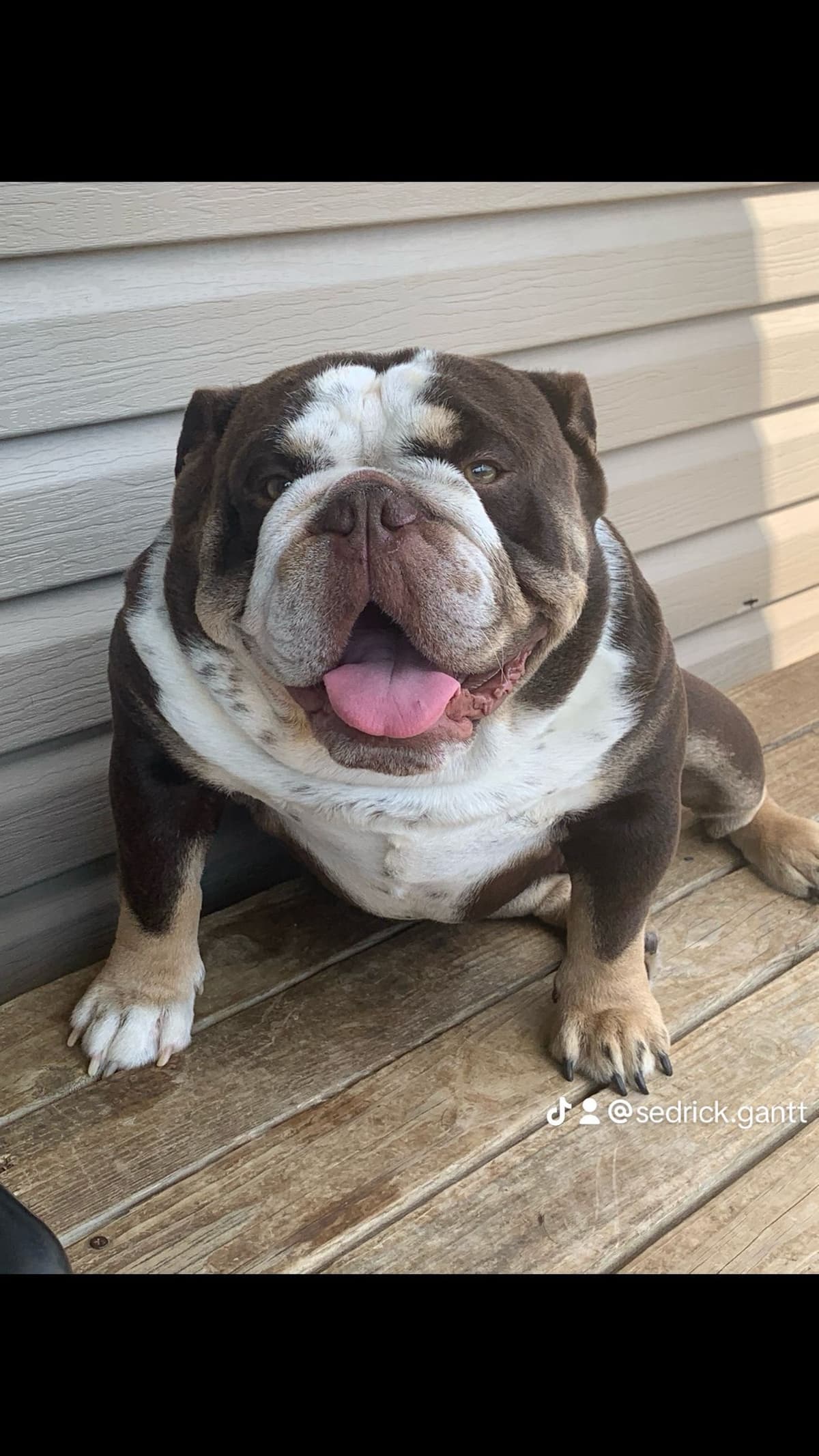 French Bulldog Puppies breeder image 1