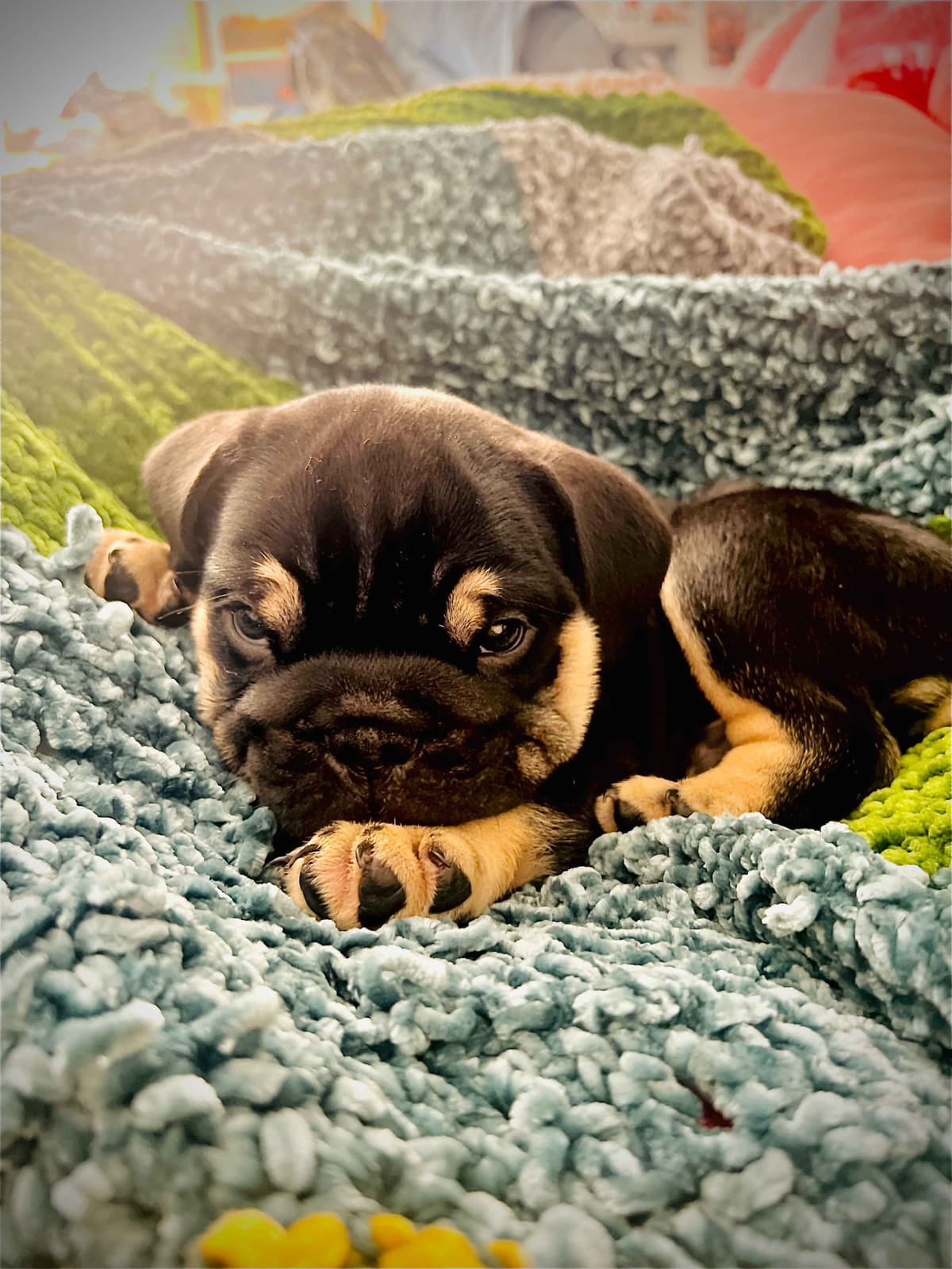 French Bulldog Puppies breeder image 5
