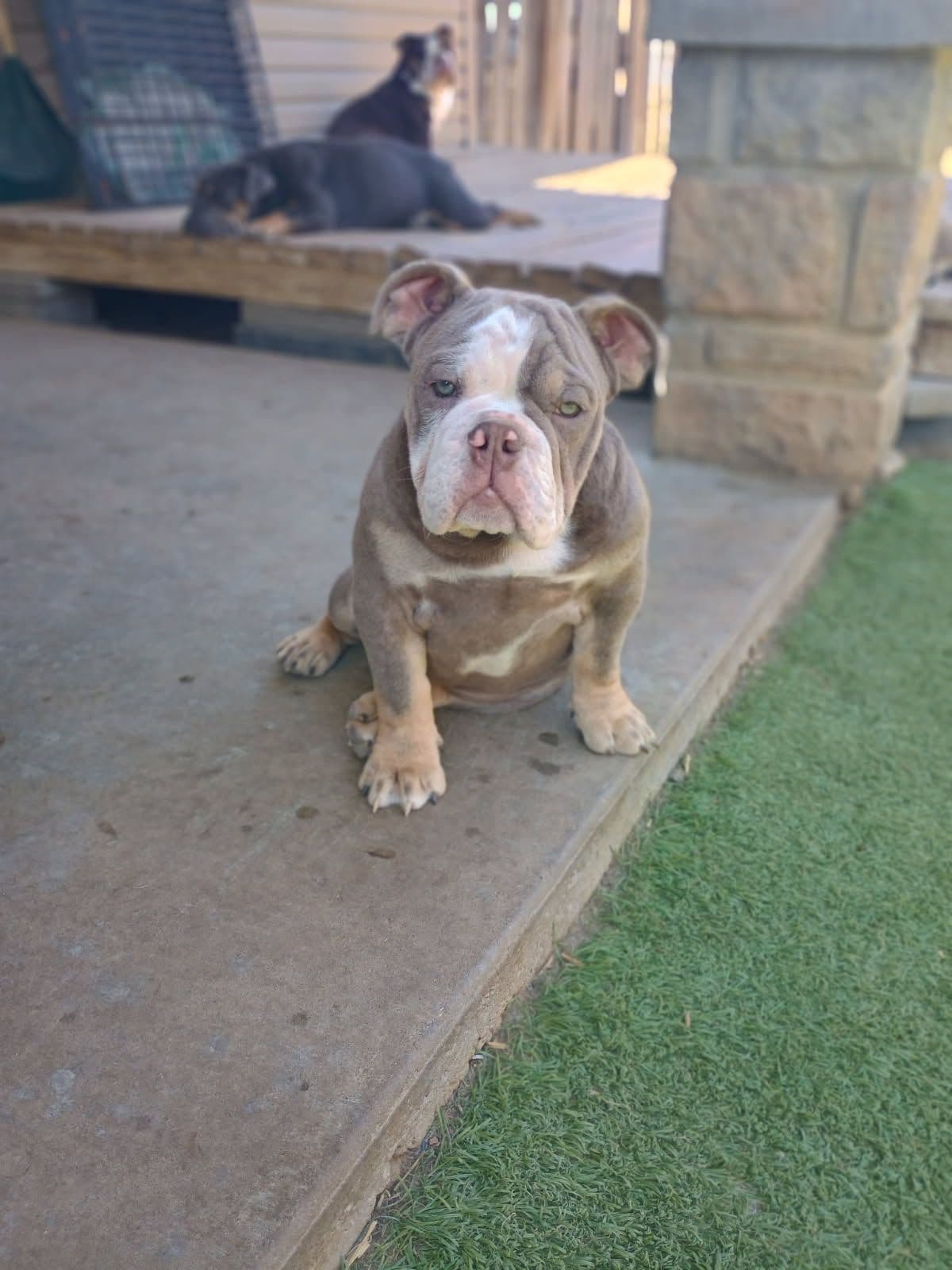 French Bulldog Puppies breeder image 9