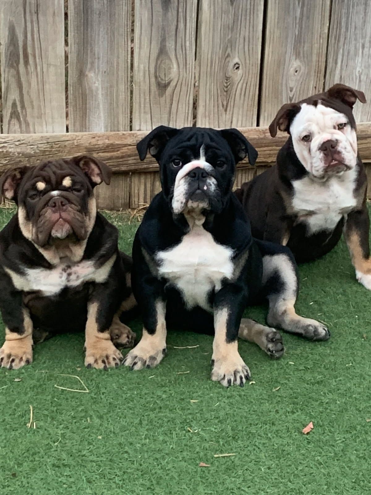 French Bulldog Puppies breeder image 7