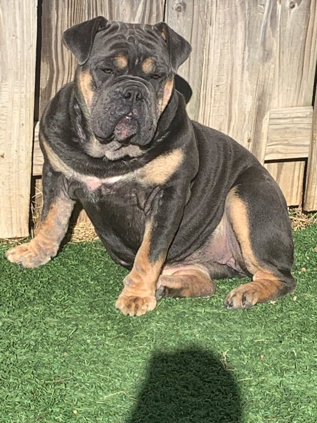 French Bulldog Puppies breeder image 3