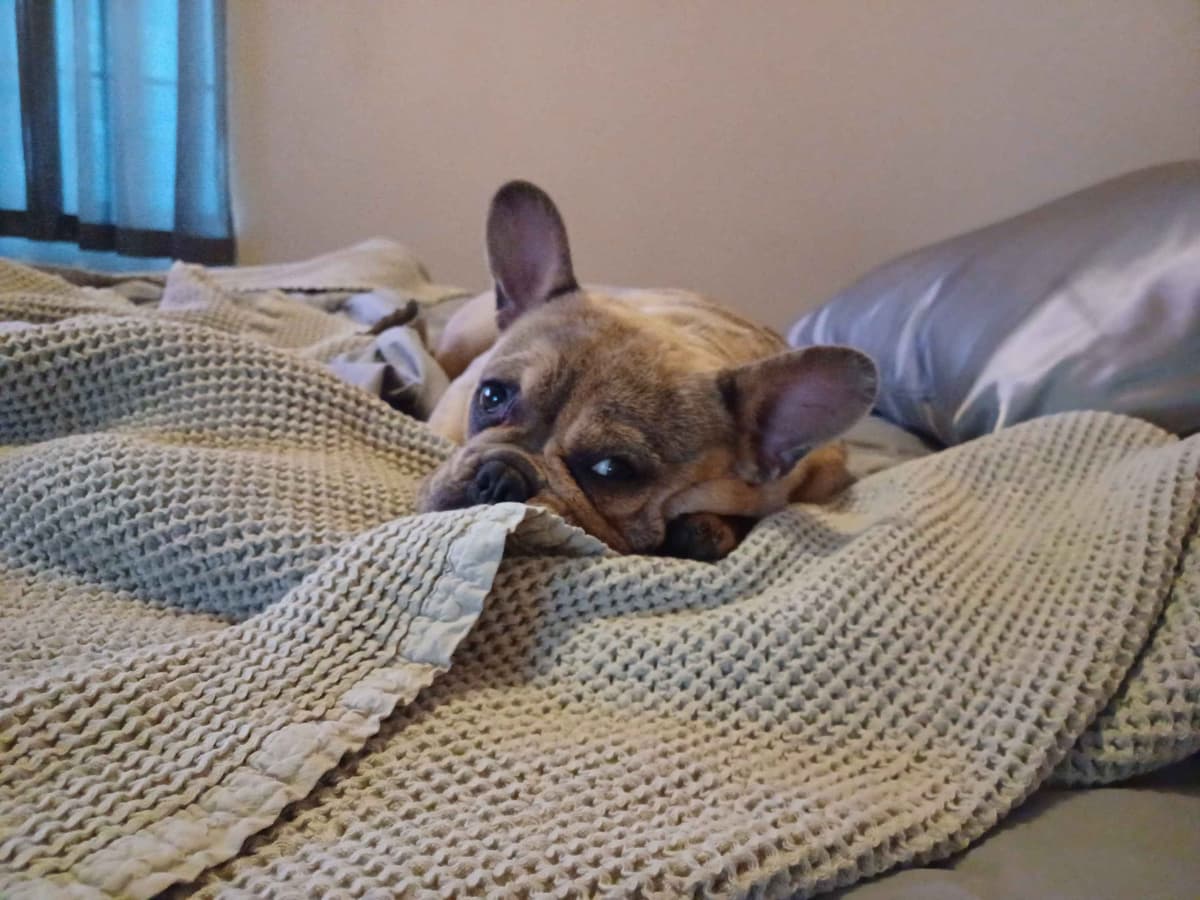 French Bulldog Puppies breeder image 14