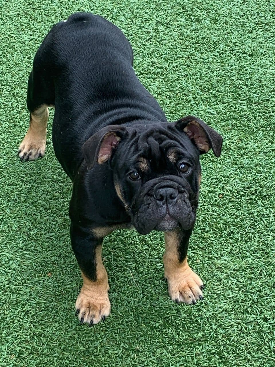 French Bulldog Puppies breeder image 4