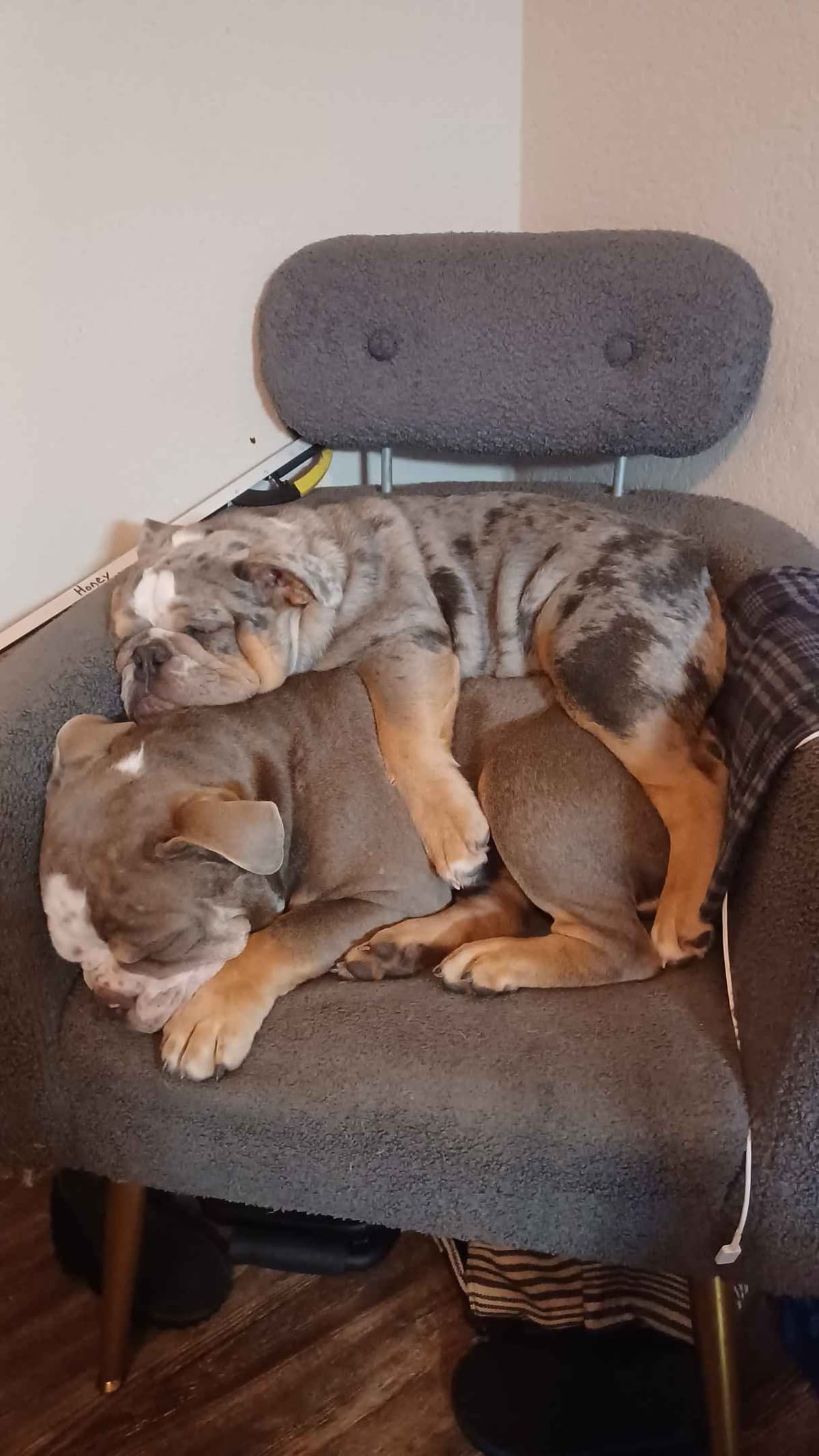 French Bulldog Puppies breeder image 10