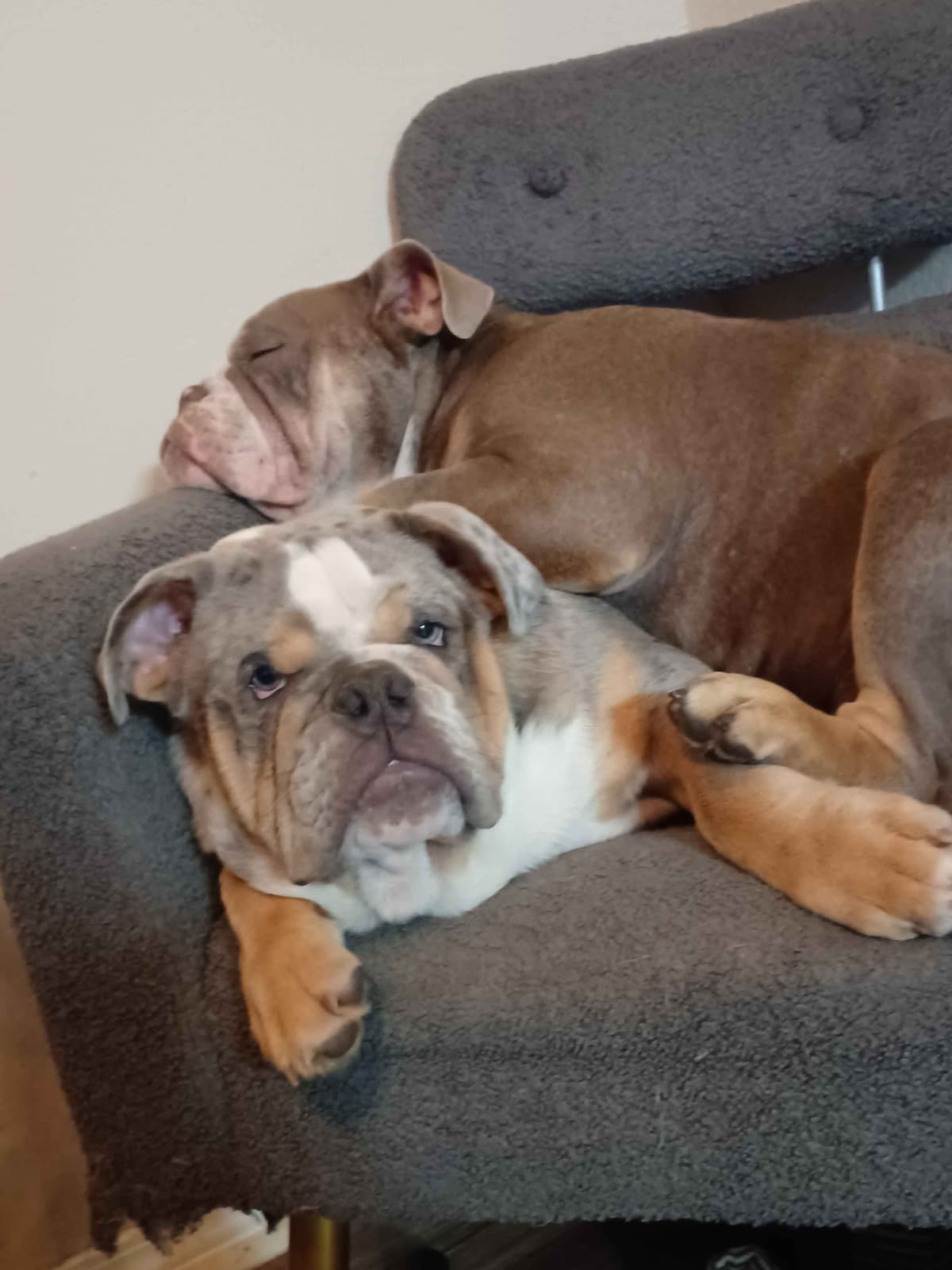 French Bulldog Puppies breeder image 11