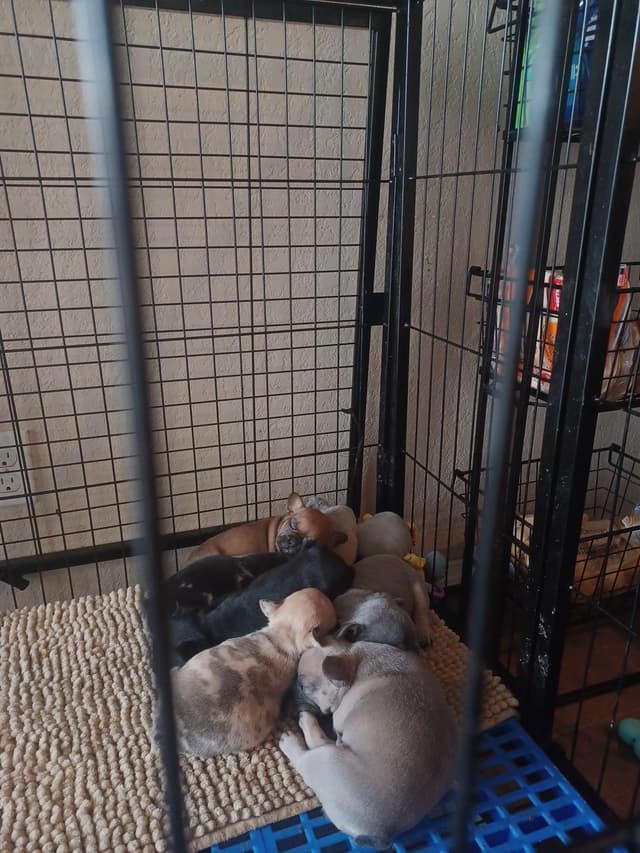 French Bulldog Puppies media 2