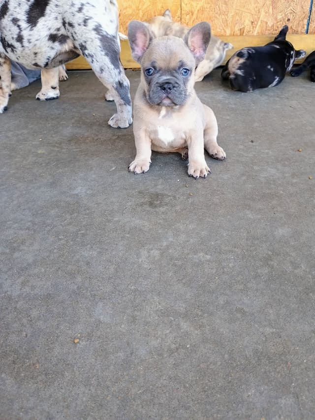 French Bulldog Puppies media 3
