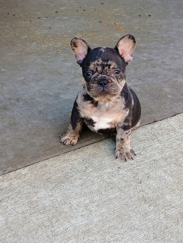 French Bulldog Puppies media 4