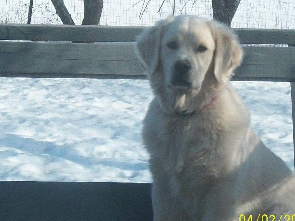 GOUINS GOLDENS/CHAMPION LINEAGE/pjdell2003@aol.com/802-464-5120 breeder image 1