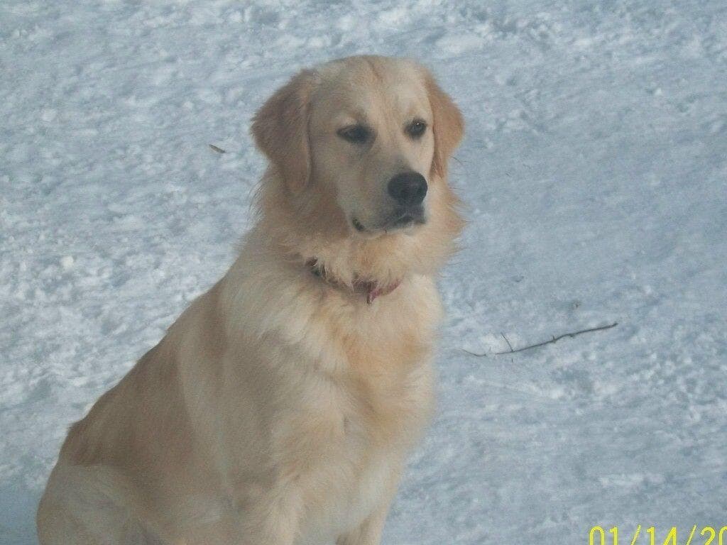 GOUINS GOLDENS/CHAMPION LINEAGE/pjdell2003@aol.com/802-464-5120 breeder image 2