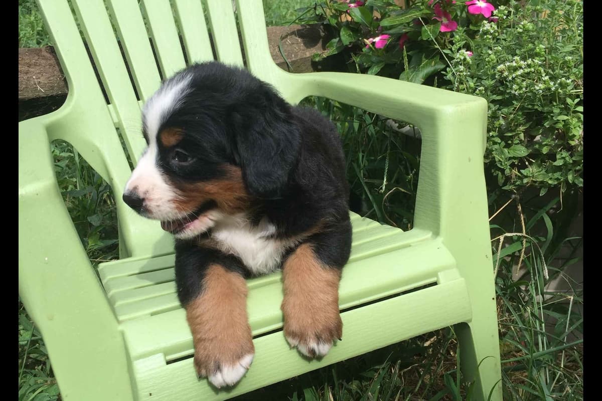 Cavalier King Charles Spaniel Puppies breeder image 2