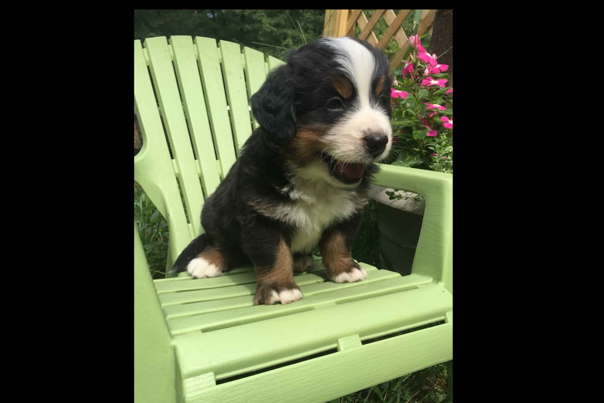 Cavalier King Charles Spaniel Puppies breeder image 1