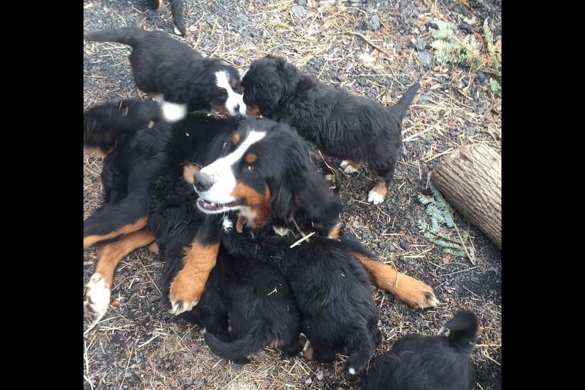 Cavalier King Charles Spaniel Puppies breeder image 5