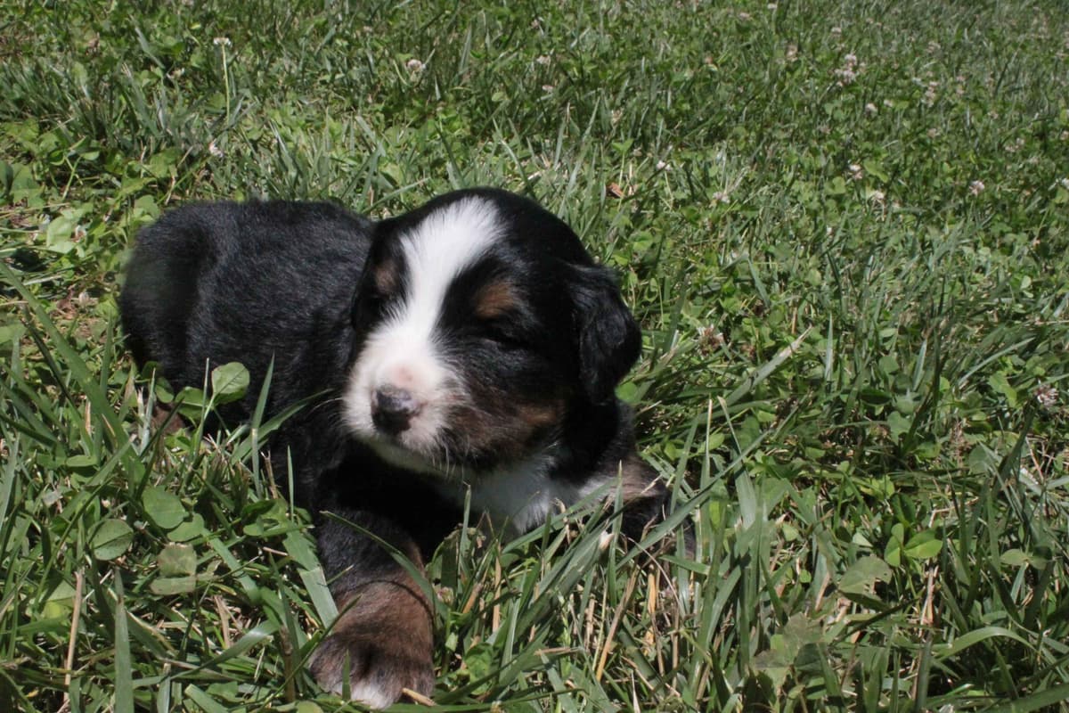 Cavalier King Charles Spaniel Puppies breeder image 9
