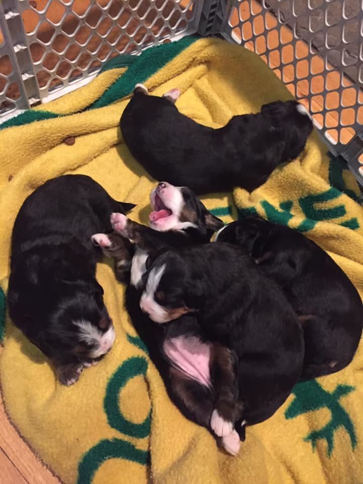 Cavalier King Charles Spaniel Puppies breeder image 12