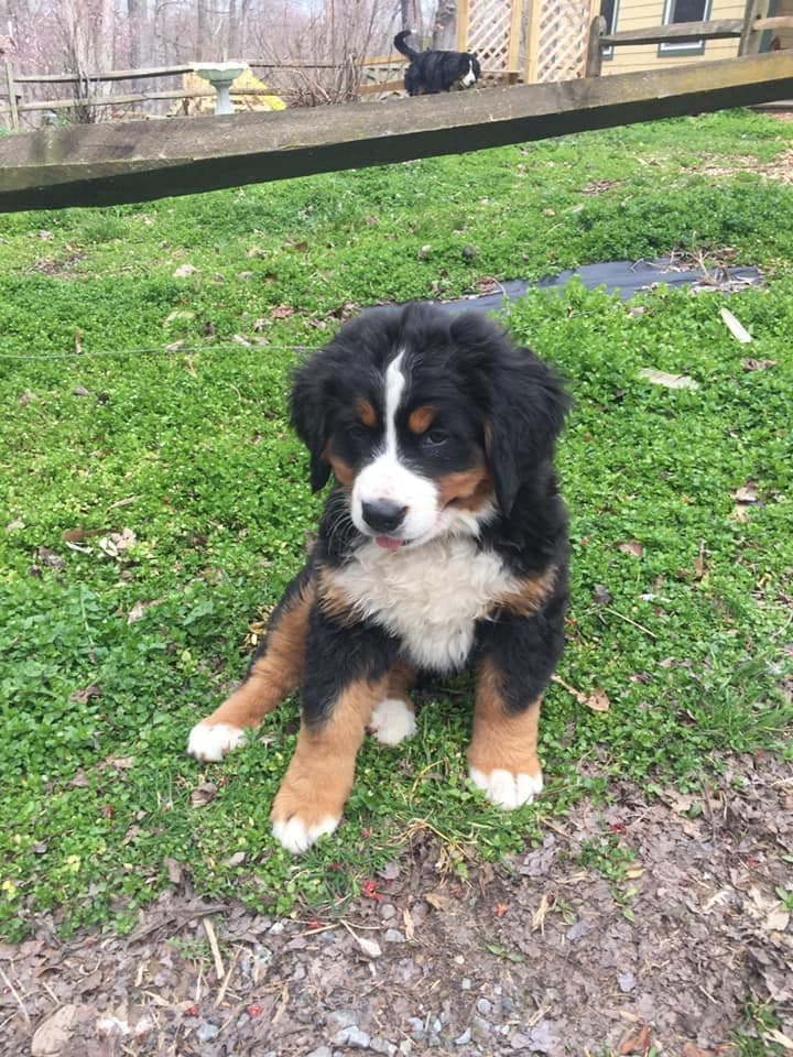 Cavalier King Charles Spaniel Puppies breeder image 13