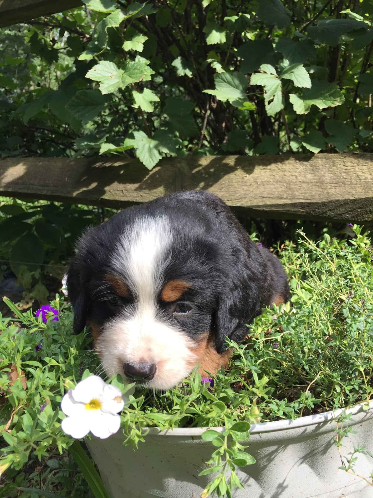 Cavalier King Charles Spaniel Puppies breeder image 14