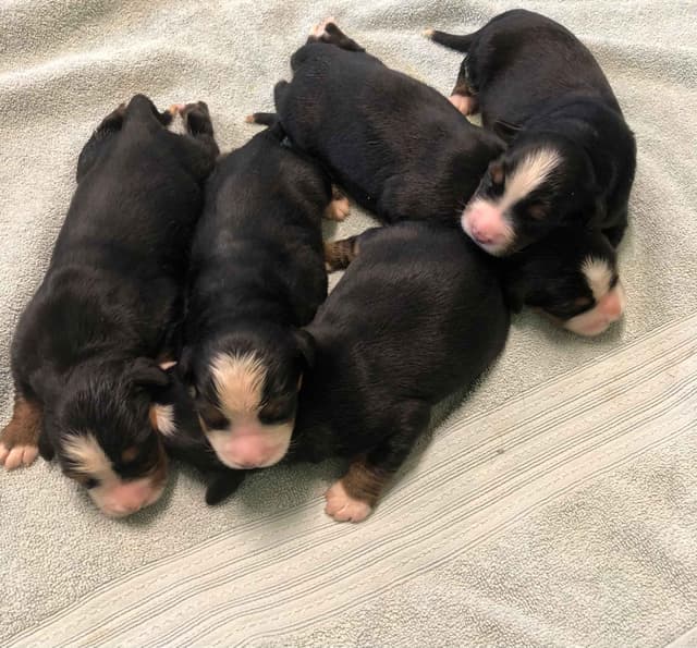 Bernese Mountain Dog Puppies media 3