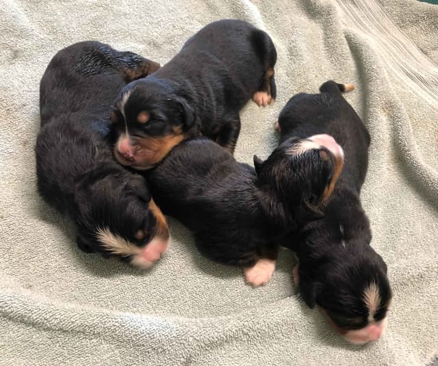 Bernese Mountain Dog Puppies media 4