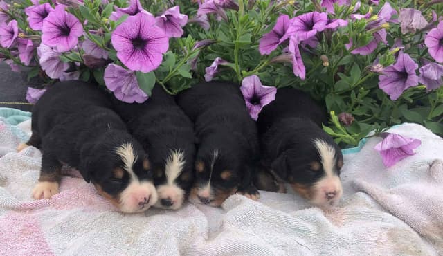 Bernese Mountain Dog Puppies media 2