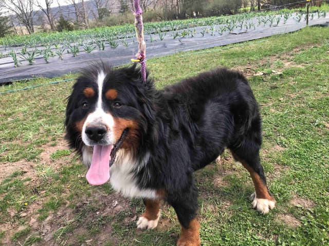 Bernese Mountain Dog Puppies media 6