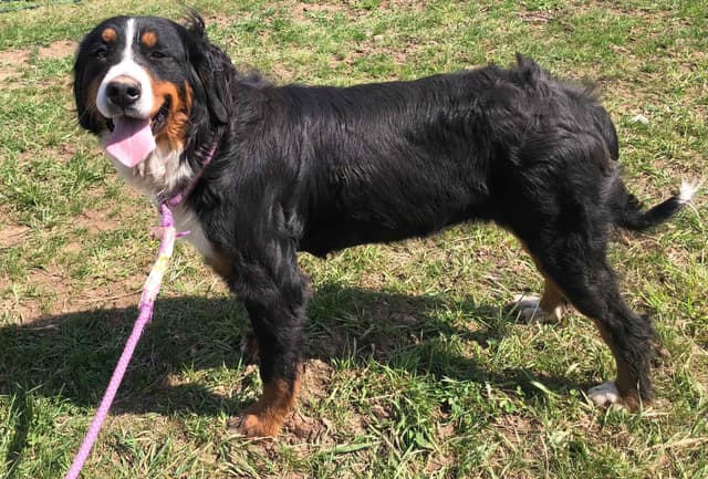 Bernese Mountain Dog Puppies media 5