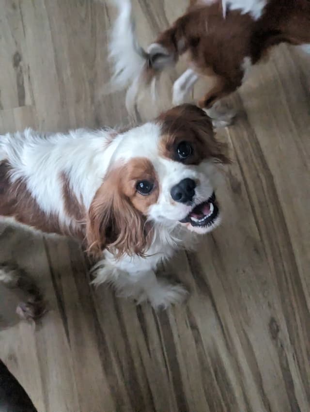 Cavalier King Charles Spaniel Puppies media 11