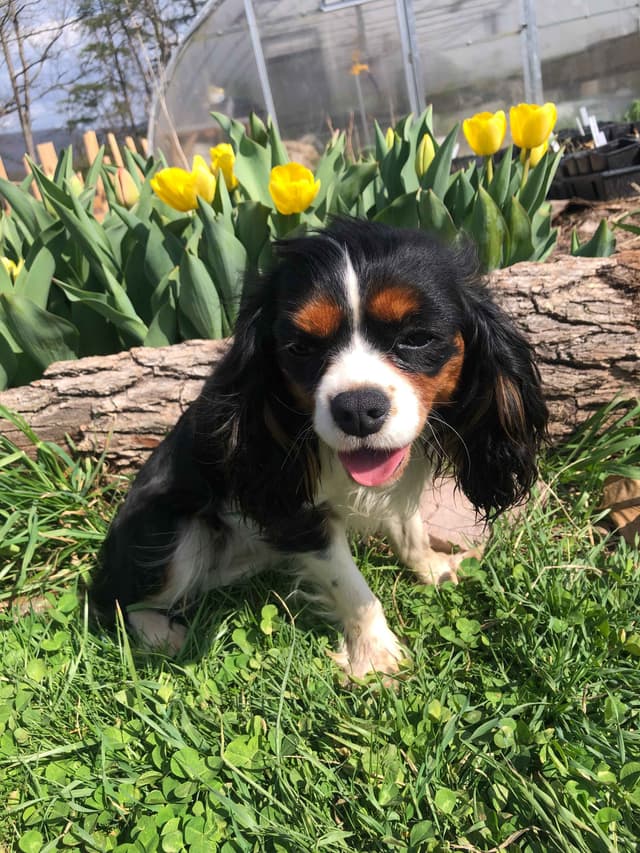 Cavalier King Charles Spaniel Puppies media 10