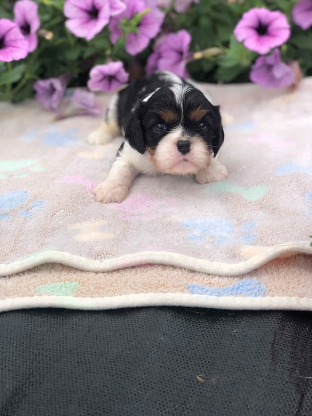 Cavalier King Charles Spaniel Puppies media 2