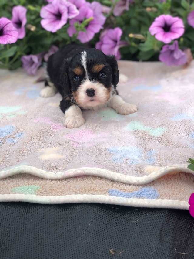 Cavalier King Charles Spaniel Puppies media 4