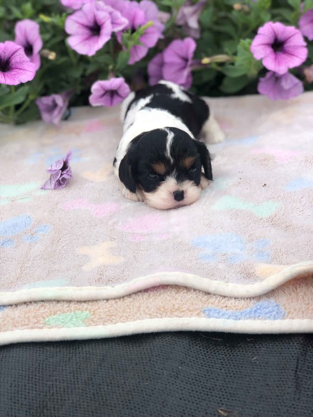 Cavalier King Charles Spaniel Puppies media 6