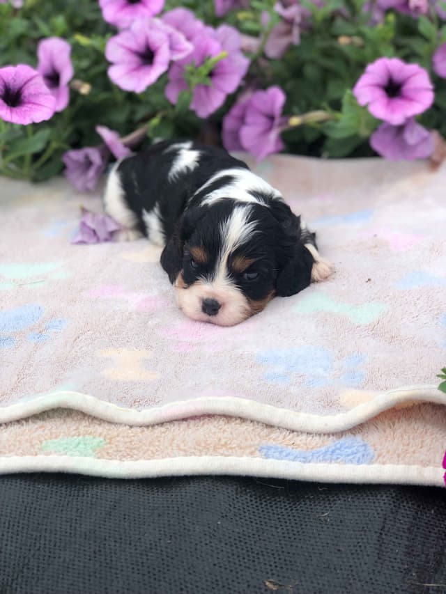 Cavalier King Charles Spaniel Puppies media 8