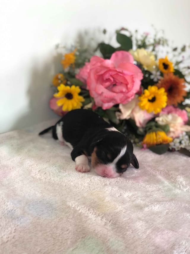 Cavalier King Charles Spaniel Puppies media 5