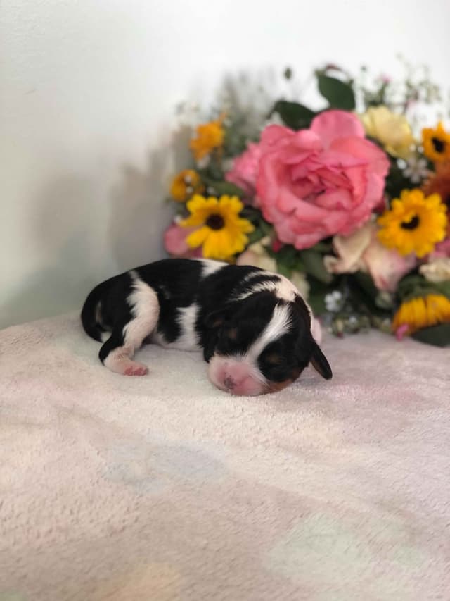 Cavalier King Charles Spaniel Puppies media 9