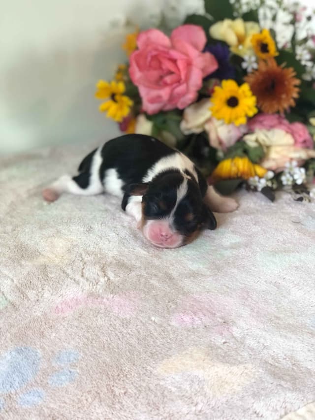 Cavalier King Charles Spaniel Puppies media 3