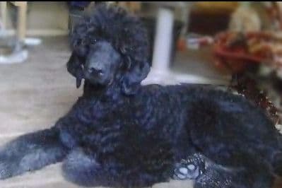 Sable Standard poodle breeder image 4