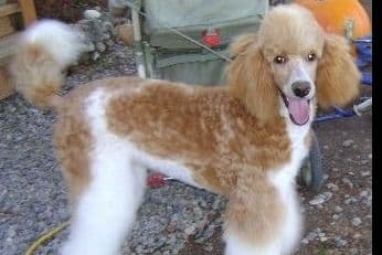 Sable Standard poodle breeder image 5
