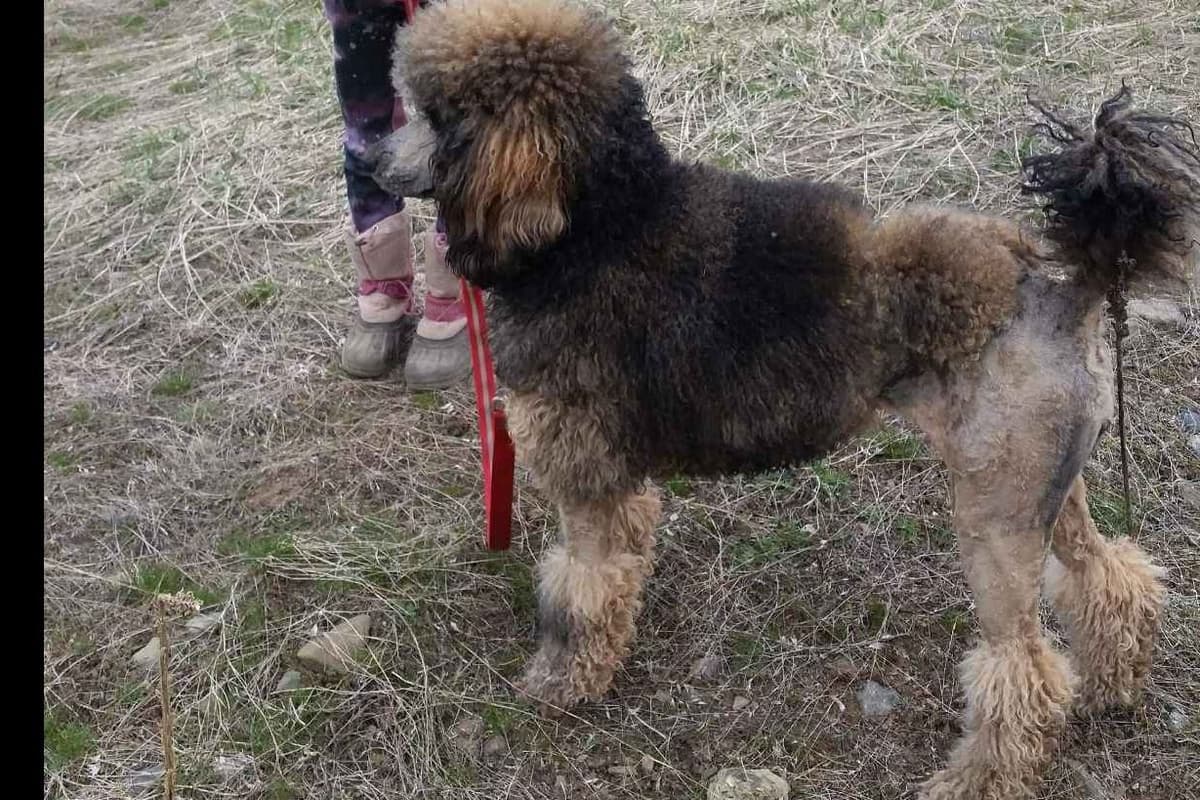 Sable Standard poodle breeder image 6