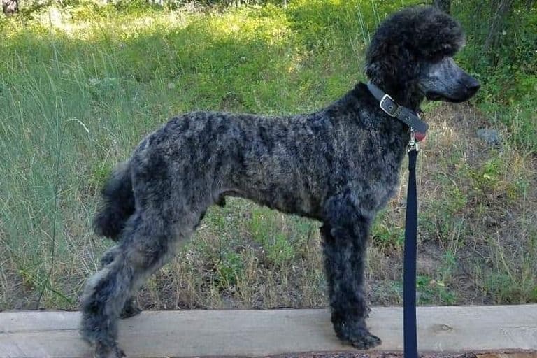 Sable Standard poodle breeder image 7