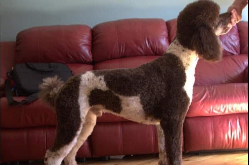 Sable Standard poodle breeder image 8