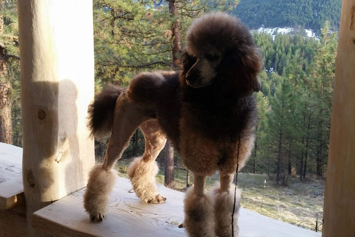 Sable Standard poodle breeder image 9