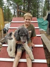 Sable Standard poodle breeder image 10