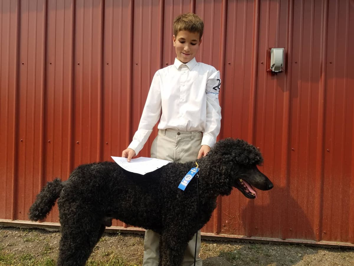 Sable Standard poodle breeder image 11