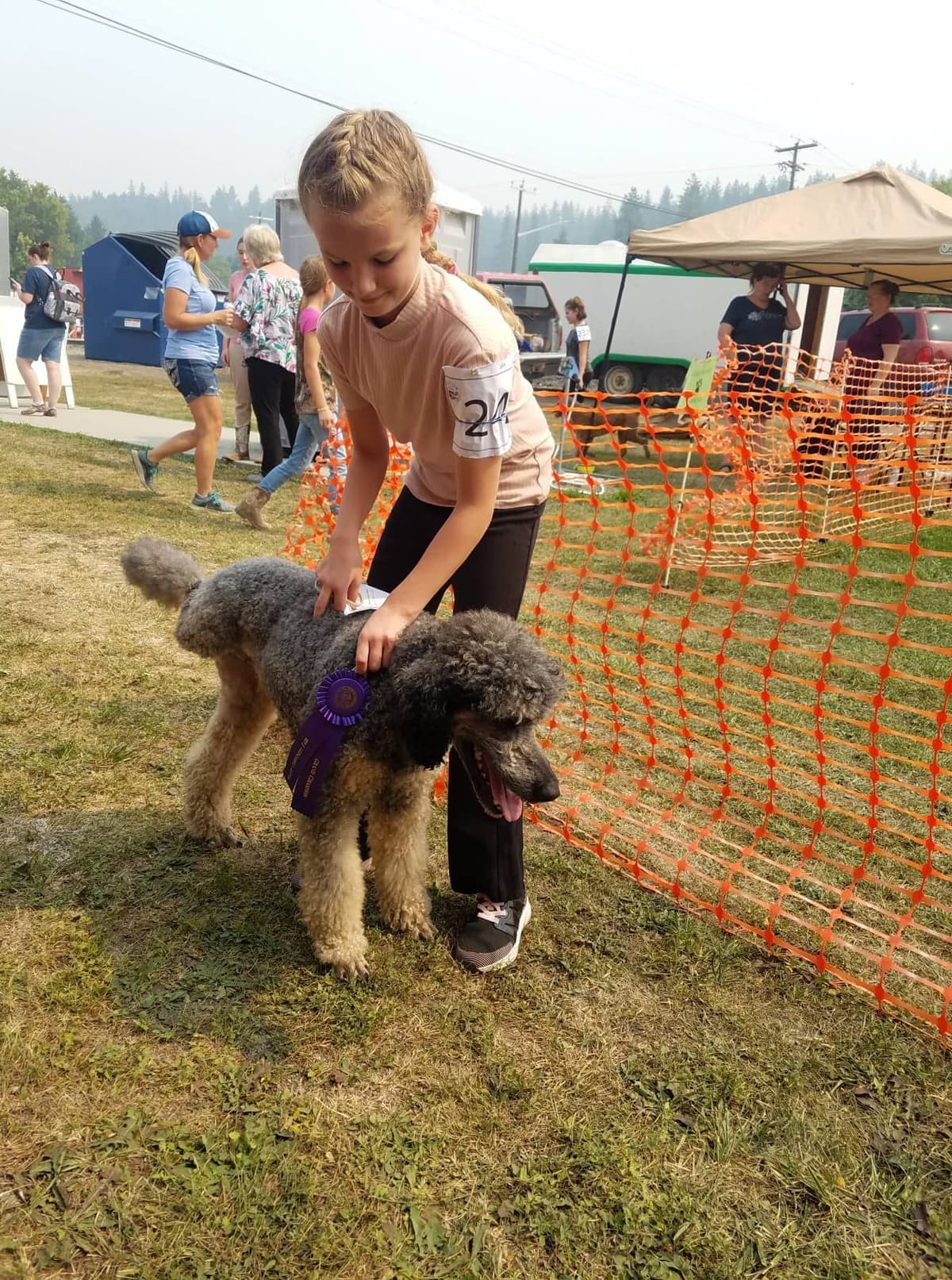 Sable Standard poodle breeder image 13